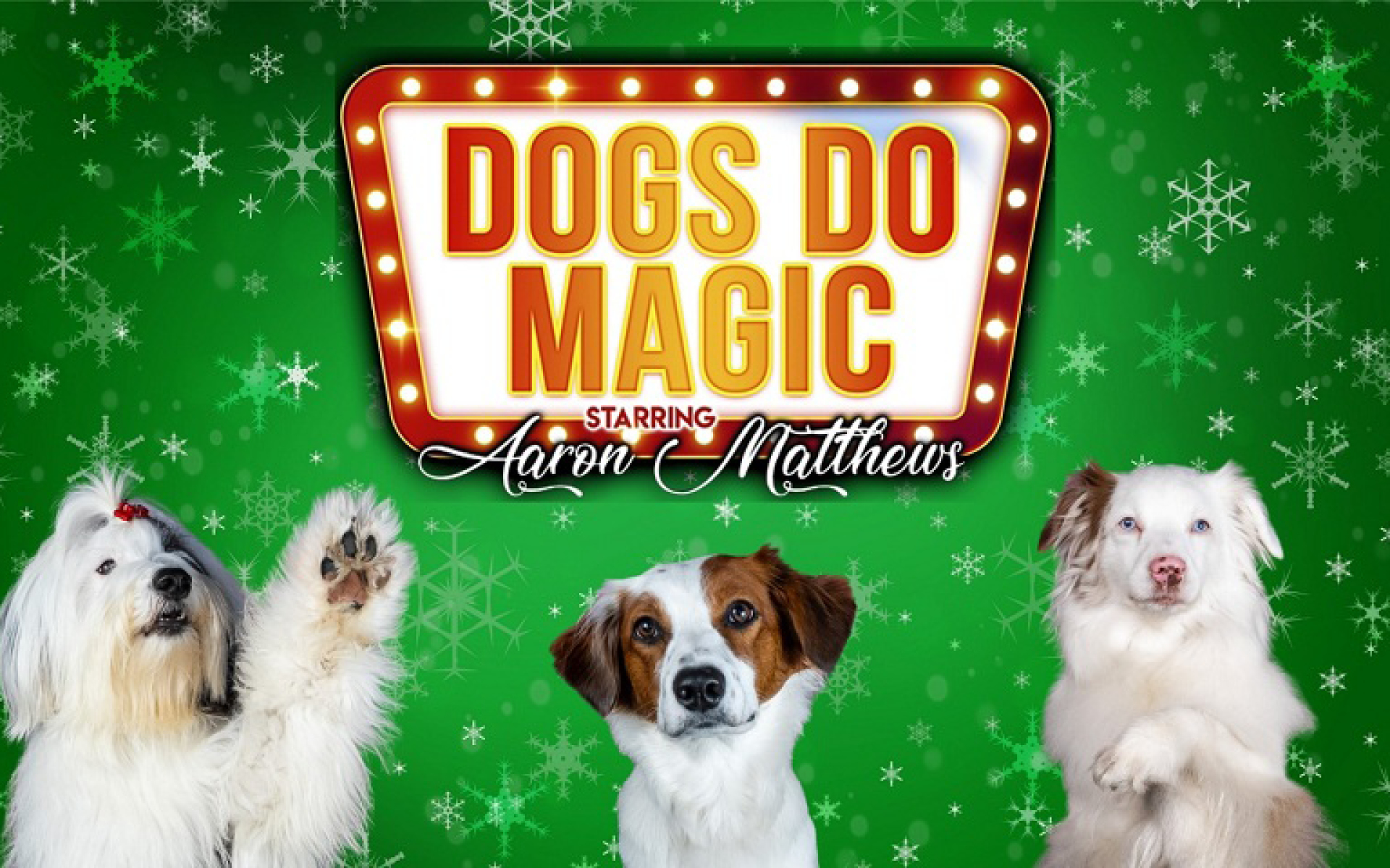 Three dogs with a green snowflake background.